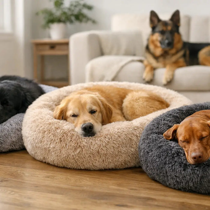 Best Calming Beds for Nervous Dogs That Work