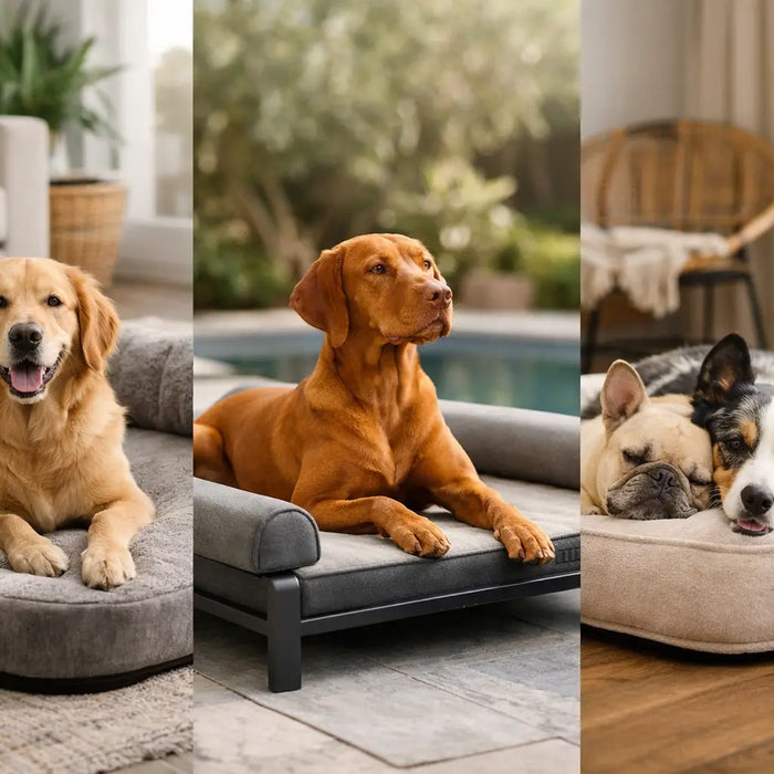 Dog loungers that truly suit your dog