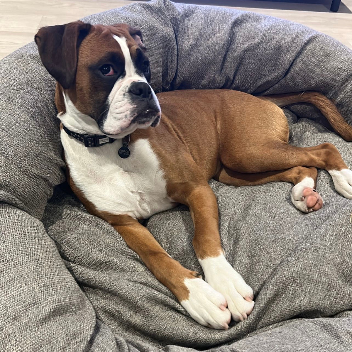 How to Introduce Your Dog to Their New Dog Bed? — Pet Prestige UK