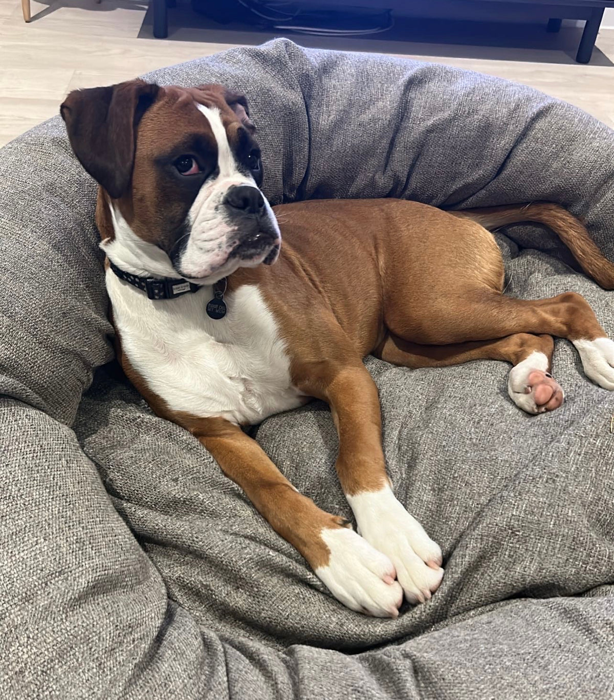 How to Introduce Your Dog to Their New Dog Bed? — Pet Prestige UK