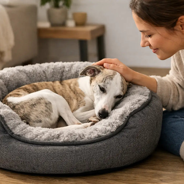 A Whippet Nesting Bed Example That Fits Well