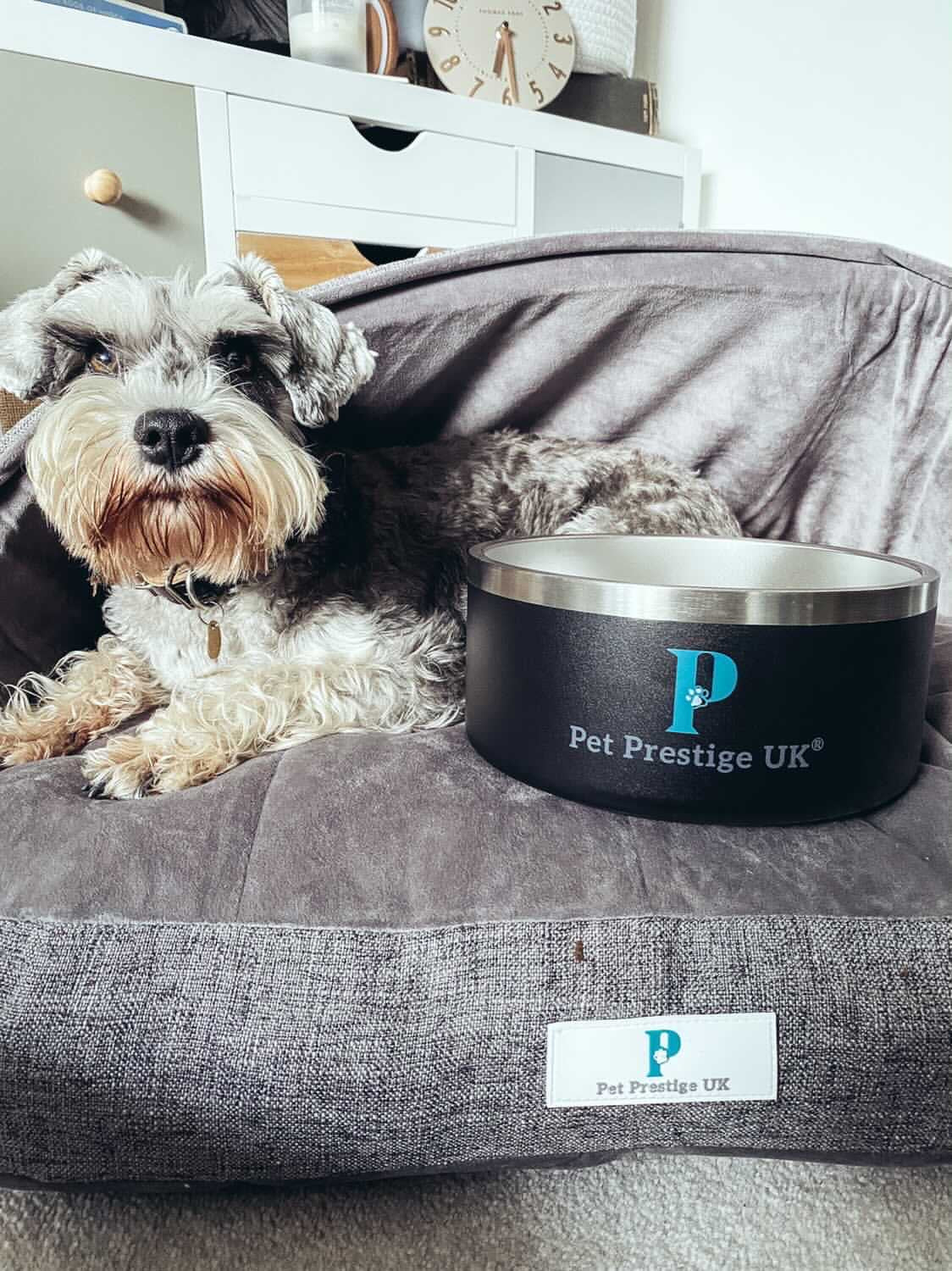 7 things to consider when buying a new Puppy — Pet Prestige UK