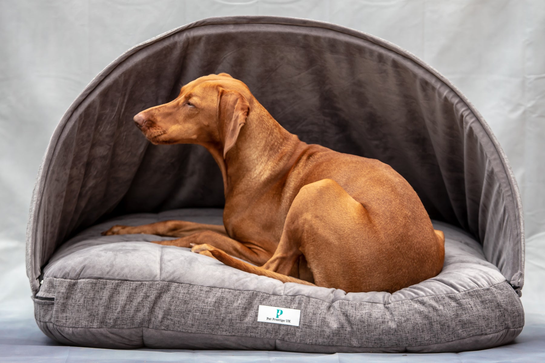 3 Classy Products To Keep Your Canine Cosy | Pet Prestige UK