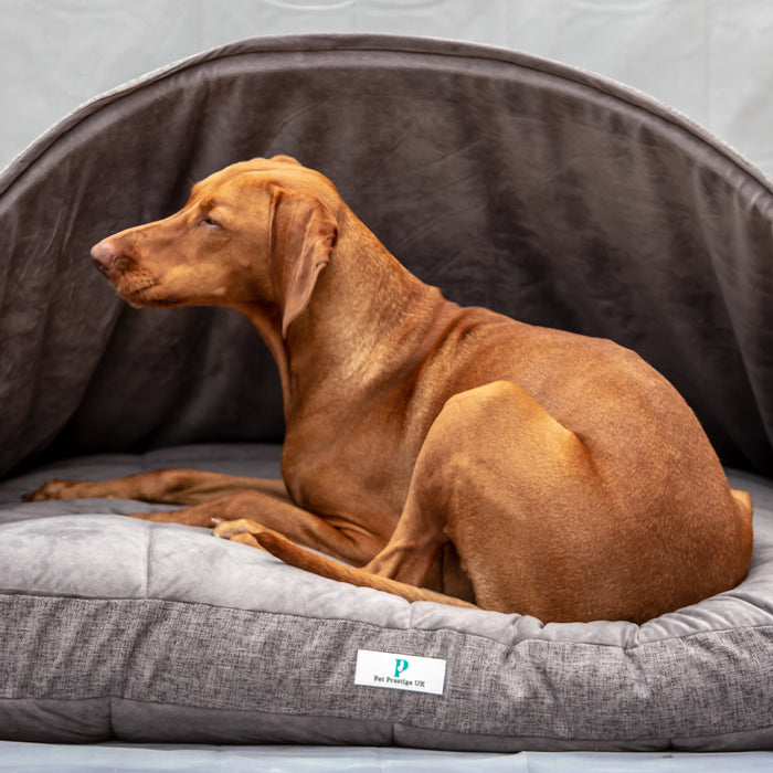 3 Classy Products To Keep Your Canine Cosy | Pet Prestige UK