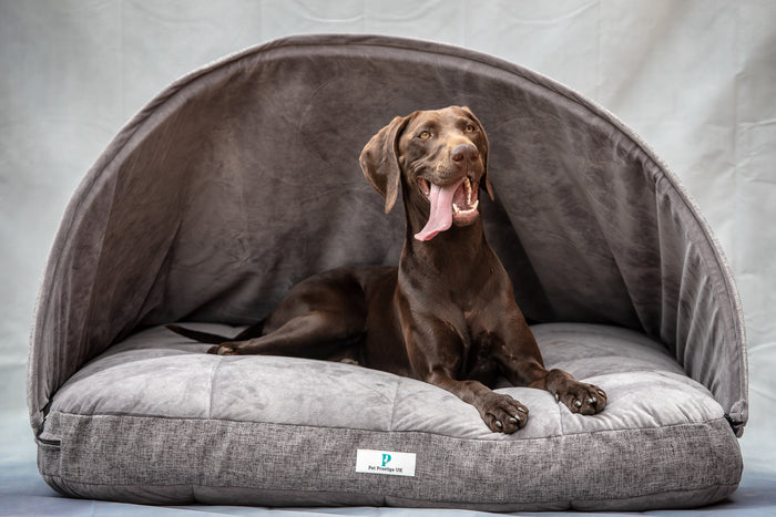 2 Dog Beds That’ll Have Your Doggie Dozing Off | Pet Prestige UK