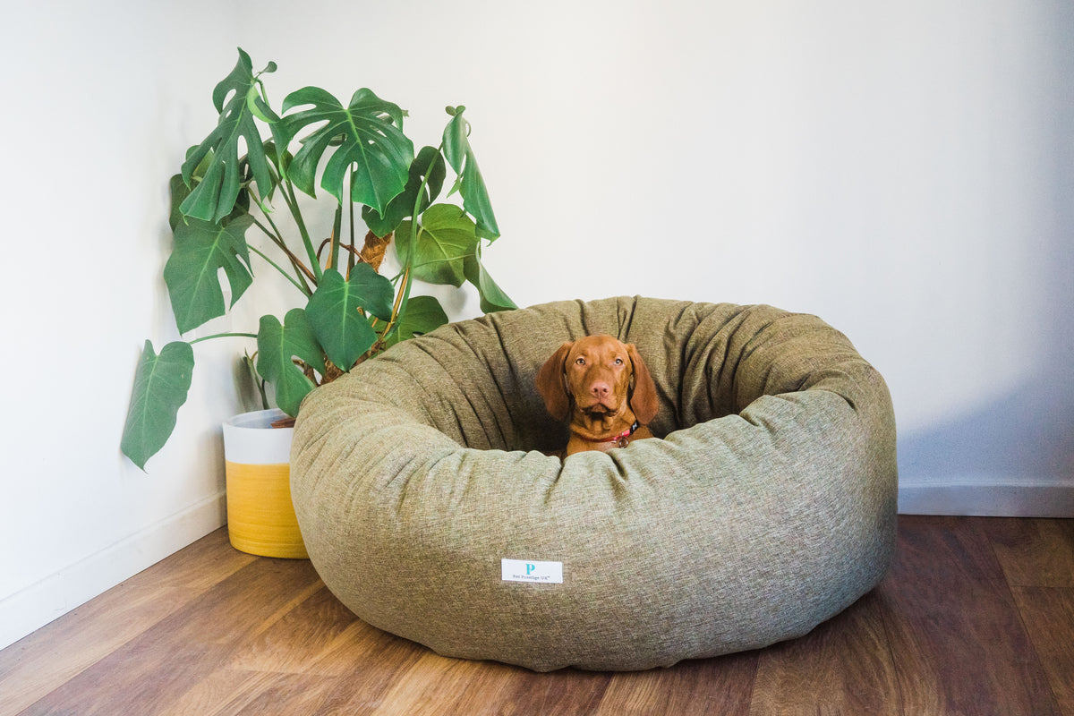 How to introduce your new puppy to children? — Pet Prestige UK