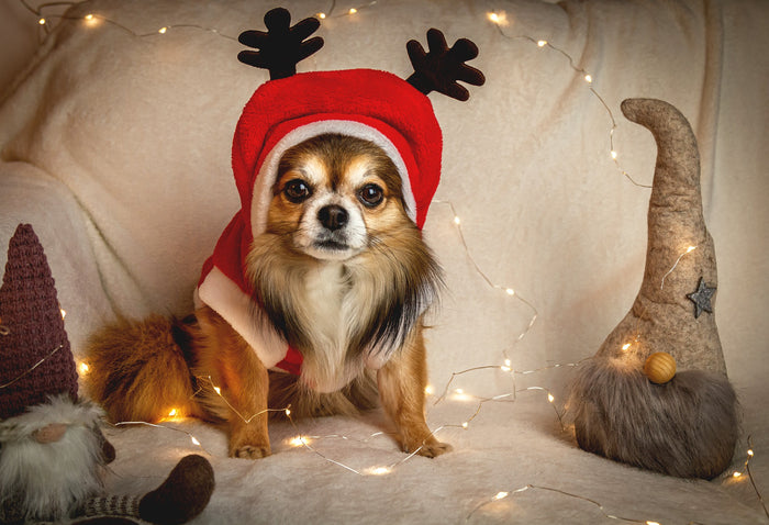 Gifting Pets at Christmas – 4 things to remember