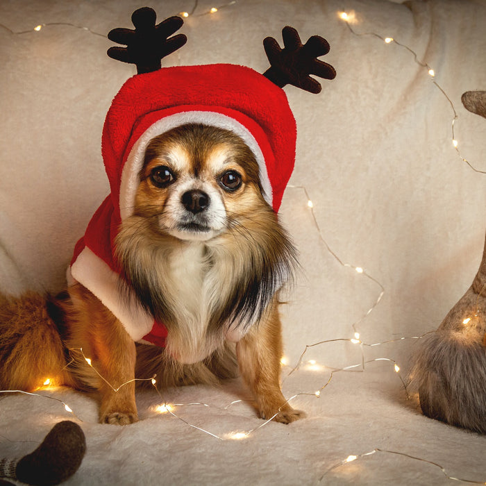 Gifting Pets at Christmas – 4 things to remember