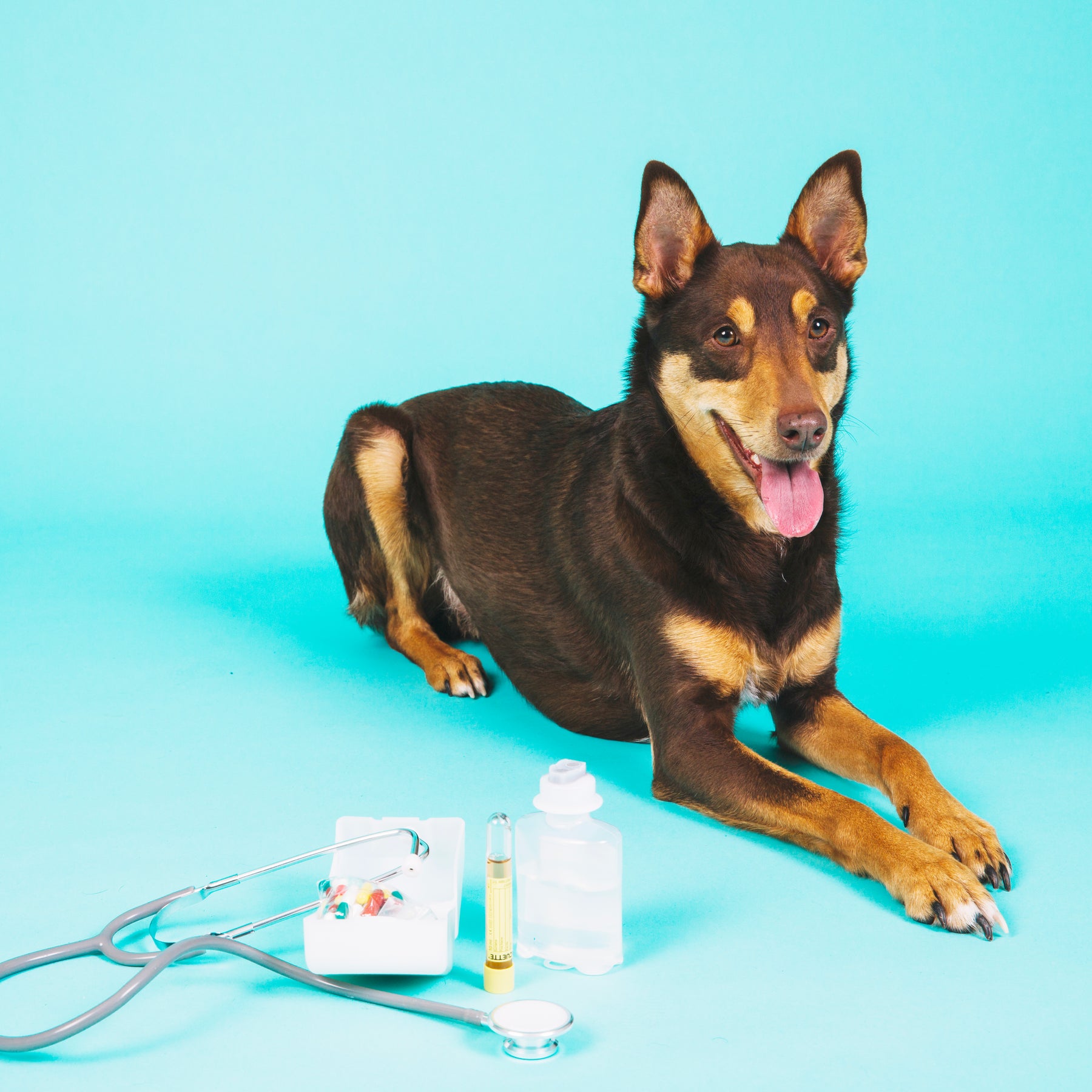 What You Need to Know About Pet First Aid