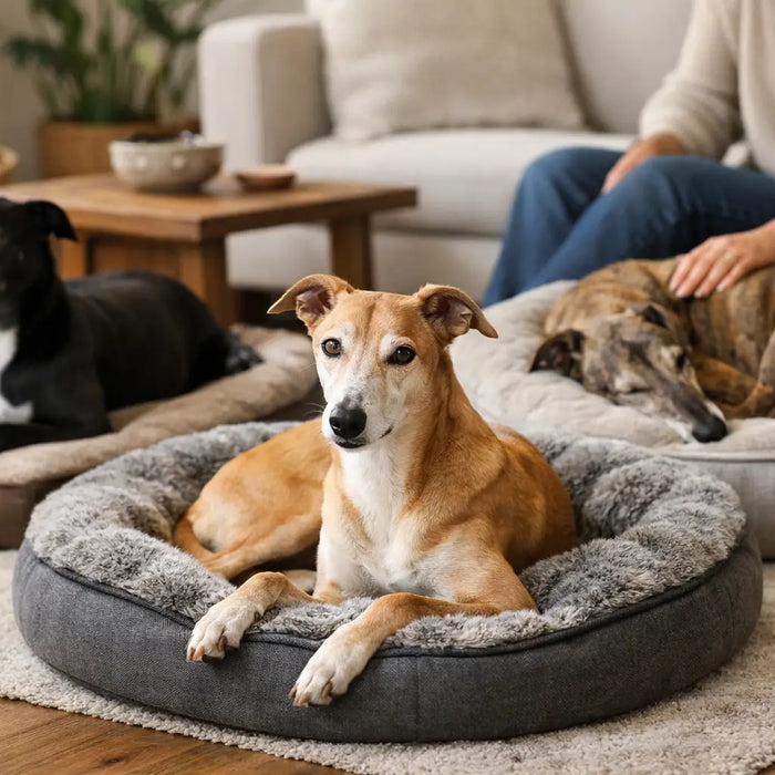 How to Buy Beds for Greyhounds