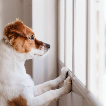 4 Tips for helping your pet adjust to the easing of Lockdown