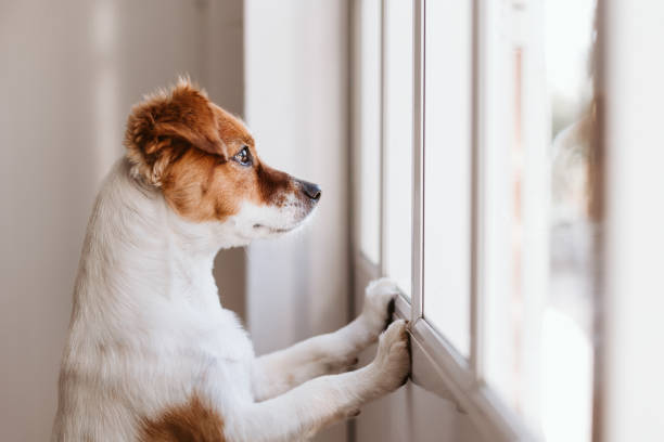 4 Tips for helping your pet adjust to the easing of Lockdown