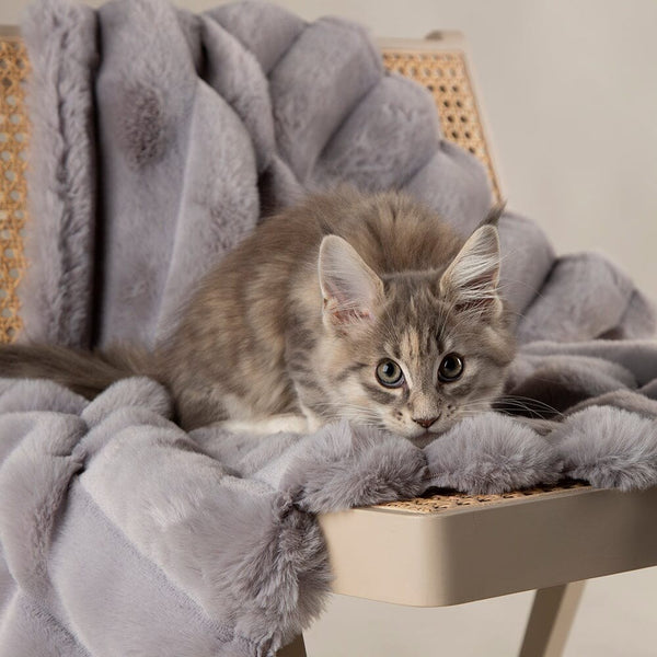 Cat blankets