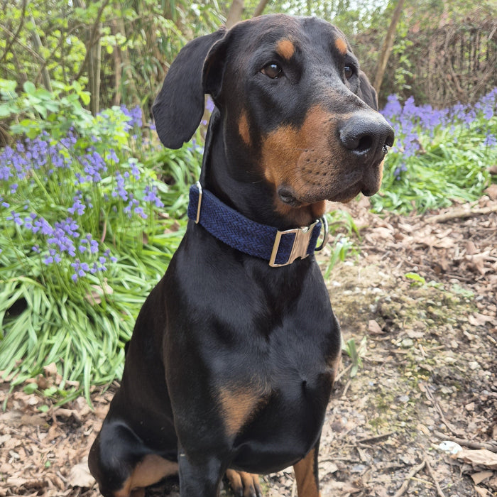 Extra Wide 38mm - Stone Check Harris Tweed Dog Collar