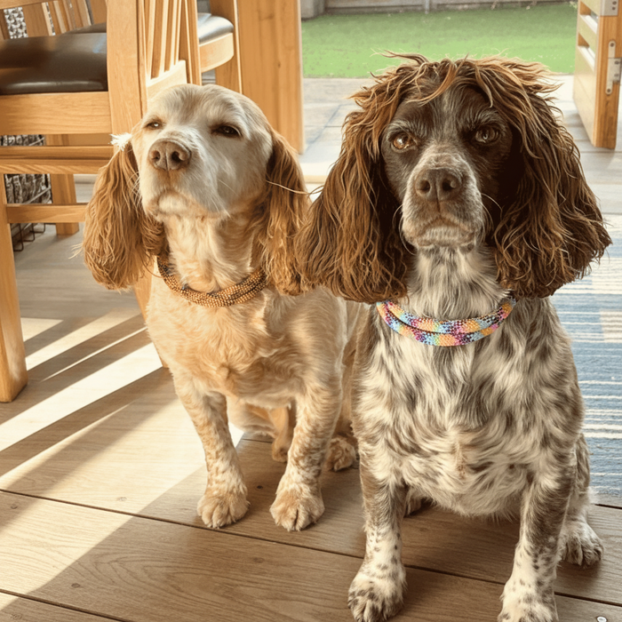 Dolomite Handmade Rope Dog Collar with whipping