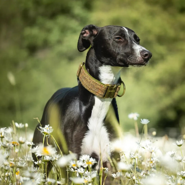 Extra Wide 38mm - Wisteria Houndstooth Tweed Dog Collar