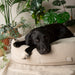 Scruffs Eden 100% Recycled Dog Bed - Dog Bed