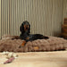 Scruffs Alpine Dog Mattress