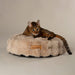 Scruffs Alpine Cat Bed