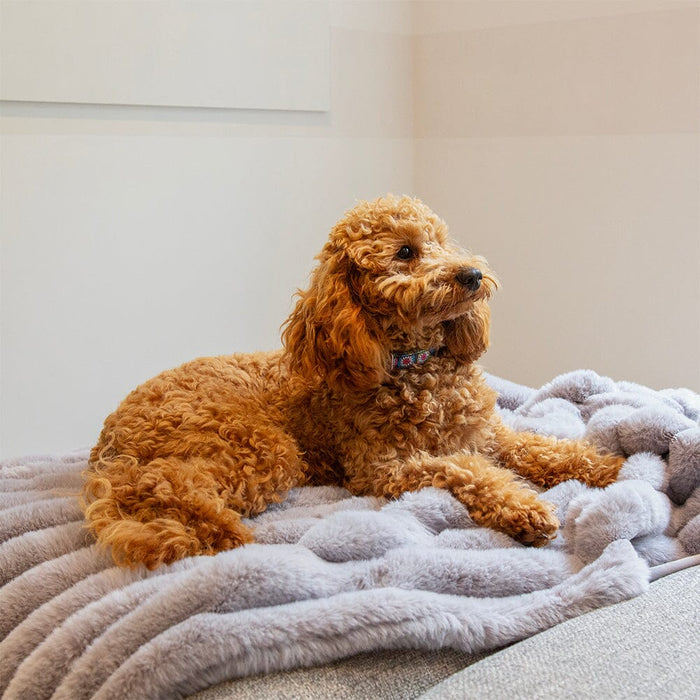 Scruffs® Aspen Blanket- Pet Blanket