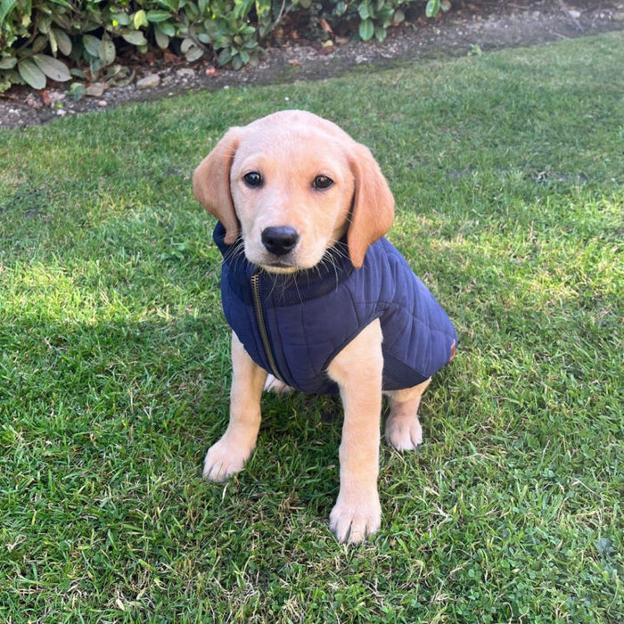 FatFace Harley Puffer Jacket