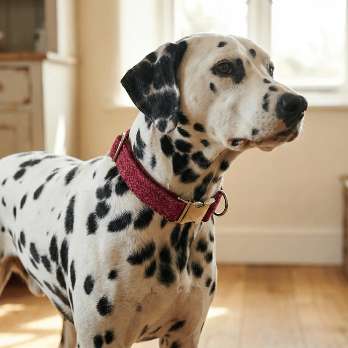 Extra Wide 38mm - Raspberry & Coral Harris Tweed Dog Collar