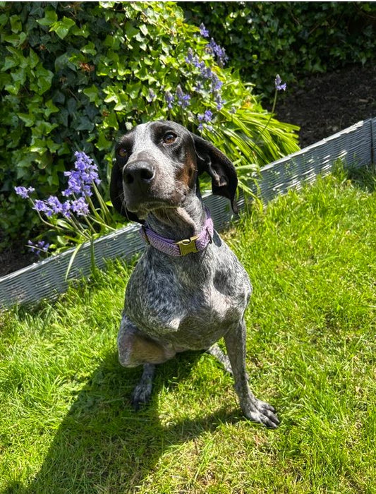 Lilac & Blue Herringbone Luxury Harris Tweed Dog Collar