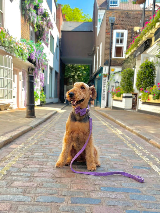 Lilac & Blue Herringbone Luxury Harris Tweed Dog Collar