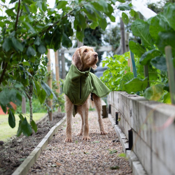 Collared Creatures - Perfectly Practical Dog Drying Coat - Available in 3 Colours
