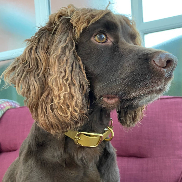 Beige Waterproof Biothane Buckle Dog Collar
