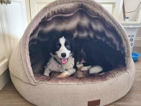Collared Creatures - The Beige Deluxe Cocoon Dog Cave Bed