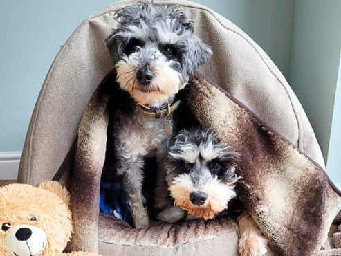 Collared Creatures - The Beige Deluxe Cocoon Dog Cave Bed