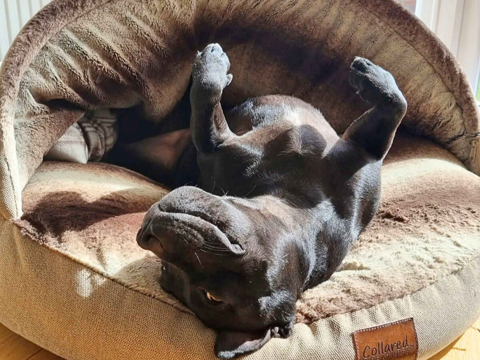 Collared Creatures - The Luxury Cave Dog Bed -  Beige