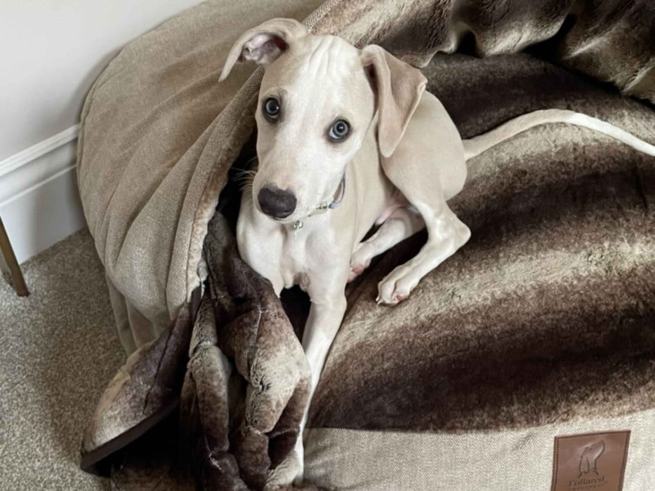 Beige Luxury Dog Cave Bed with Removable Firm hood