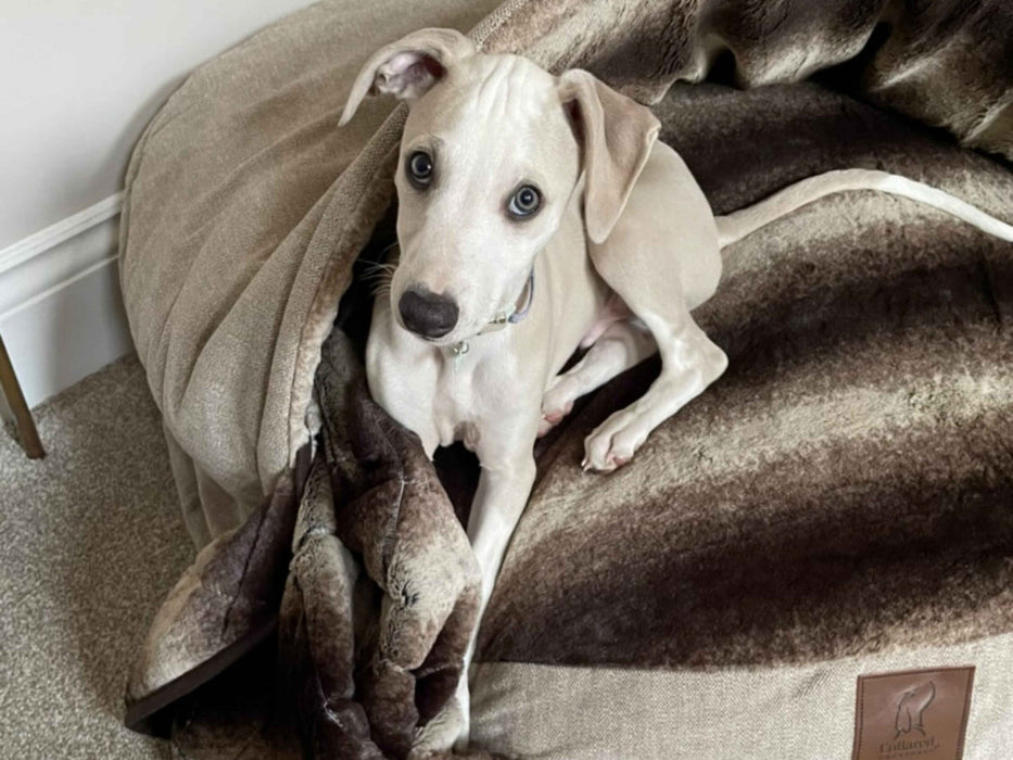 Collared Creatures - The Luxury Cave Dog Bed -  Beige