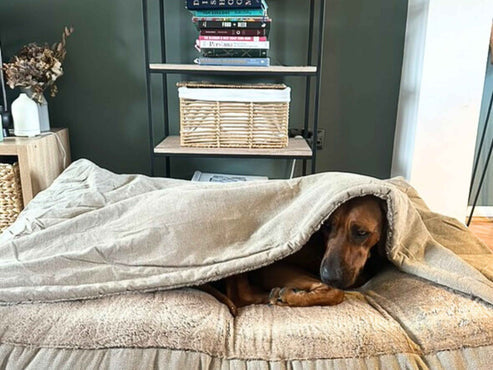 Collared Creatures - Beige Luxury Dog Snuggle Bed / Snuggle Sack /Sleeping Sack Luxury Dog Bed