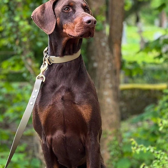 Beige Waterproof Biothane Buckle Dog Collar