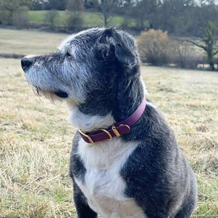 Wine Waterproof Biothane Buckle Dog Collar