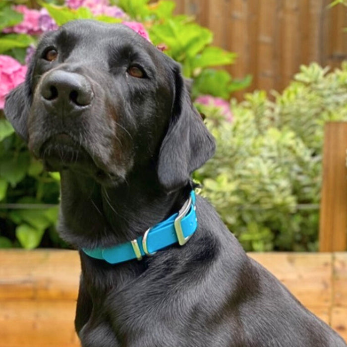 Turquoise Waterproof Biothane Buckle Dog Collar