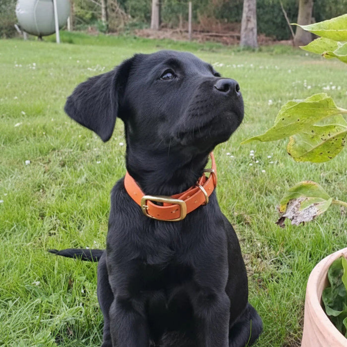 Tangerine Waterproof Biothane Buckle Dog Collar