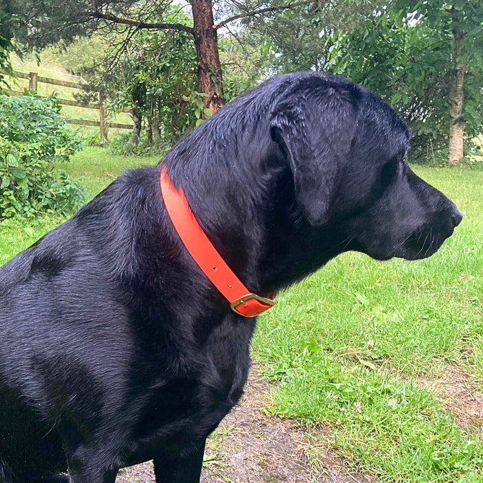 Neon Orange Waterproof Biothane Buckle Dog Collar