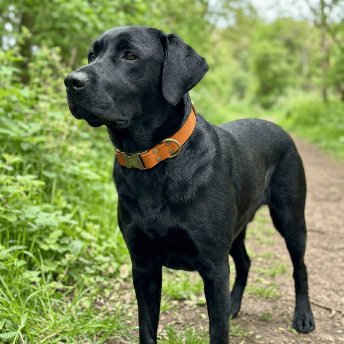 Burnt Orange 38mm Wide Waterproof Biothane Metal Clasp Dog Collar