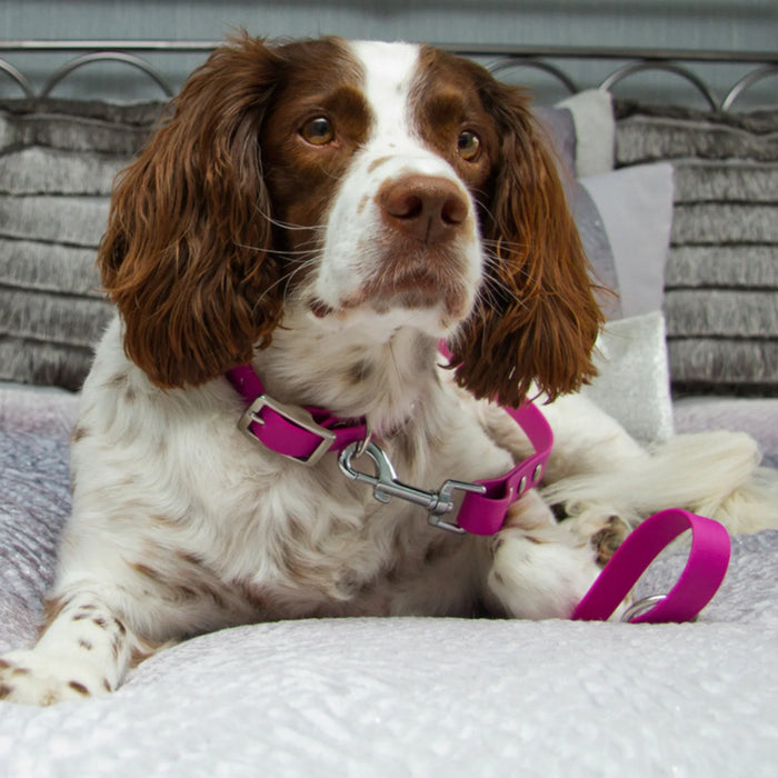 Fuchsia Waterproof Biothane Buckle Dog Collar