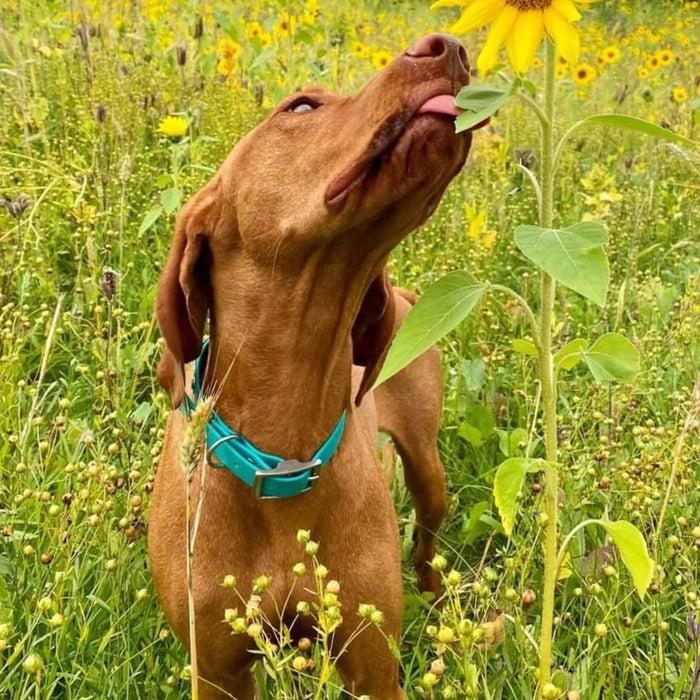 Teal Waterproof Biothane Buckle Dog Collar