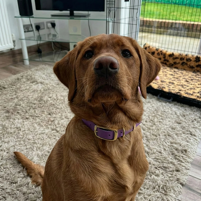 Grape Waterproof Biothane Buckle Dog Collar