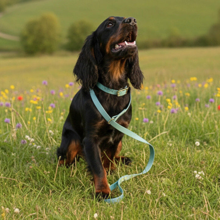 Duck Egg Blue Waterproof Biothane Metal Clasp Dog Collar