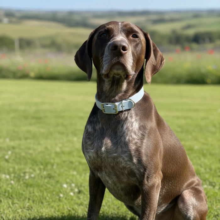 Duck Egg Blue Waterproof Biothane Buckle Dog Collar