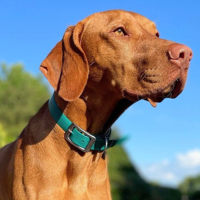 Teal Waterproof Biothane Buckle Dog Collar