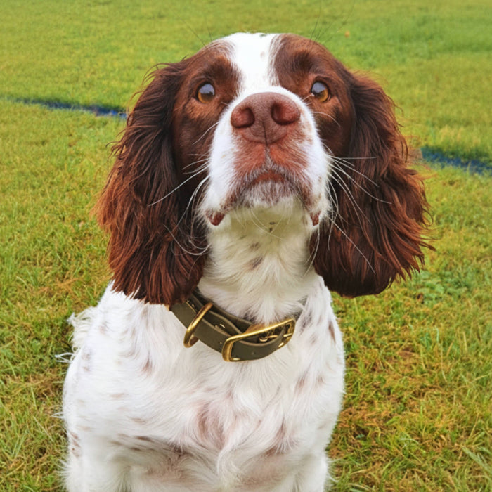 Olive Waterproof Biothane Buckle Dog Collar