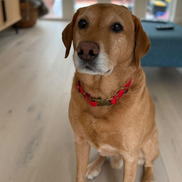 Red Waterproof Biothane Metal Clasp Dog Collar
